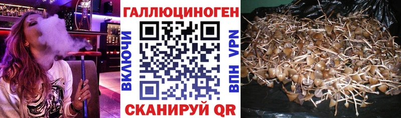 закладки  Рыбное  Псилоцибиновые грибы Psilocybe 